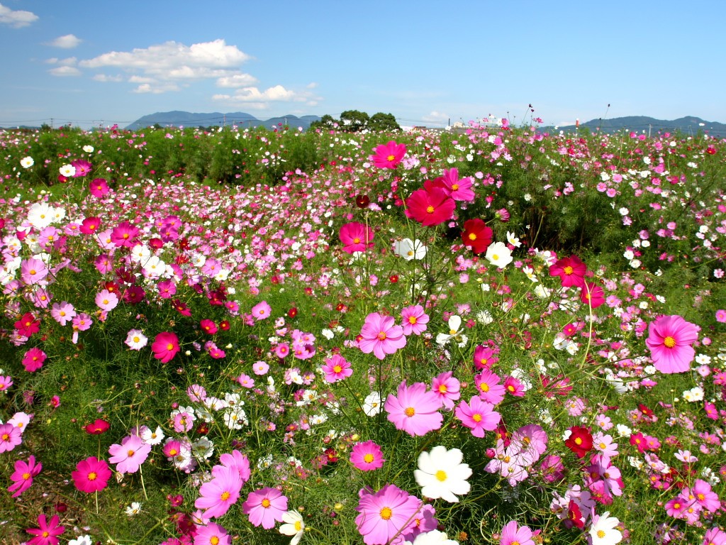 季節の草花 コスモス 秋桜 岐阜ガーデニングのきららホーム 株式会社きららホーム