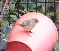 編集_野鳥1.jpg