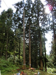 ymptrgCIMG0005CIMG0415-001