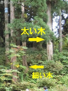 ymptrgCIMG0422sh1c22