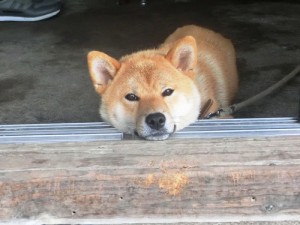 dog.rikiy